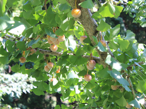 "2kgが登場! 秋の味覚 モッチモチ！★【大粒、伝説のスケトシぎんなん】
 (LL以上/2kg)