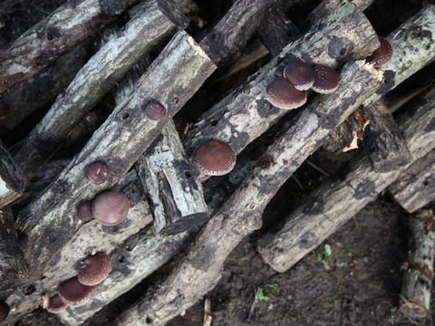 『旨味最強レベル！』原木で育てた「乾燥原木しいたけ」７０ｇ