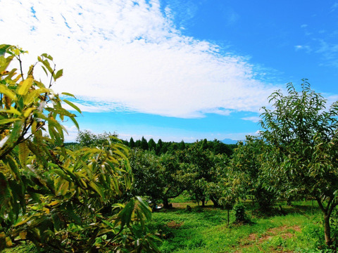 完売御礼☆ありがとうございました！【自然栽培】秋の味覚！　栗２kg　L～特大ミックス　ホクホク濃厚！旬の恵み
