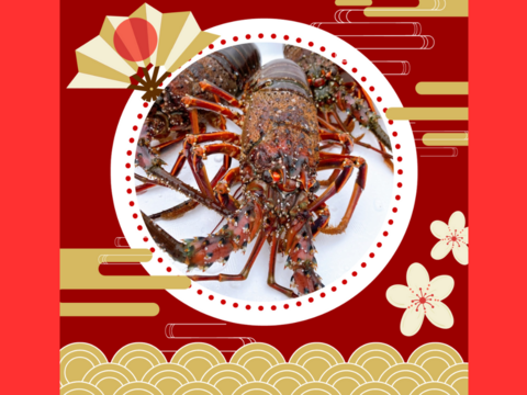 【2kg】活伊勢エビ4〜6匹入り・長崎五島産【年末年始ギフトお歳暮・大晦日・お正月にお届け可能】活きたままの伊勢海老を直送