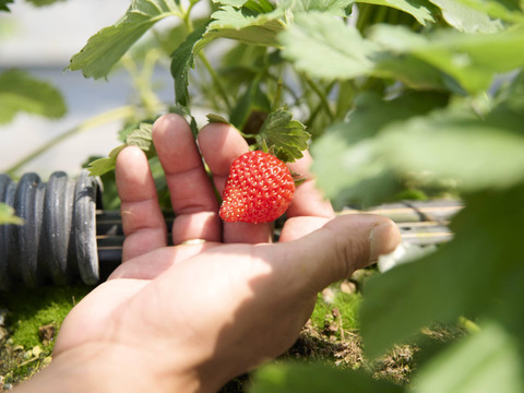 【お中元】朝どれ新鮮夏イチゴ「長野県産」濃厚な味わいのサマーリリカル