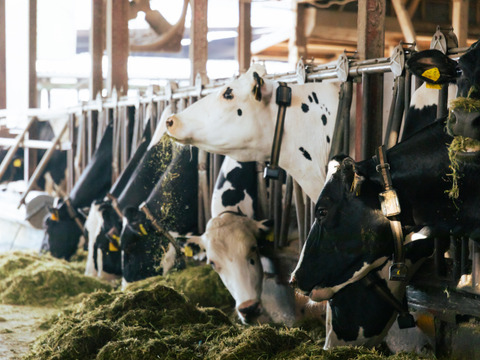 《訳あり》サステナチーズ便 4〜6個