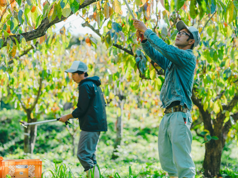 干し柿食べ比べセット8玉