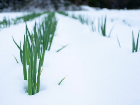 てんとうむしばたけがお届けする旬の有機野菜セット8~9品＜有機JAS認証＞