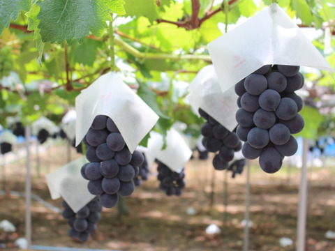 【母の日】漆山果樹園ワイン375ml×3本セット