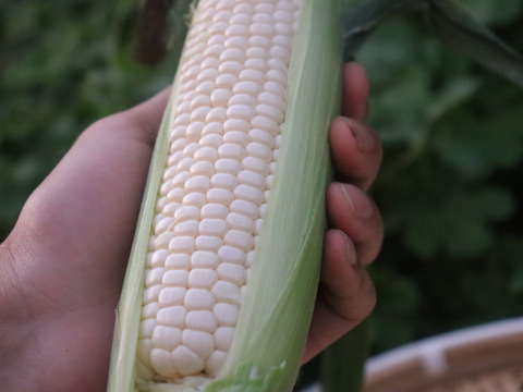 熊本県産　ホワイトコーン10本（生でも食べられるフルーツとうもろこし）