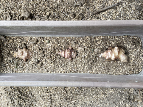 【種芋・今だけ】紅菊芋 種芋5kg 3月〜4月植え付け適期 放任栽培◎