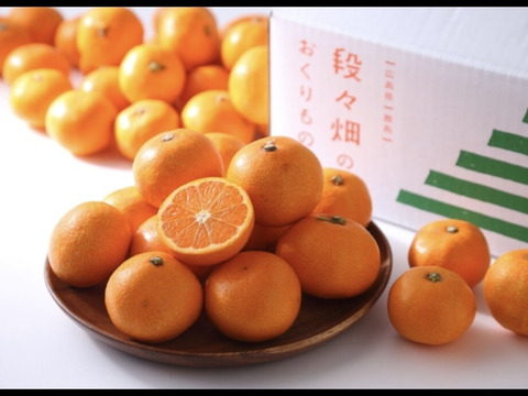 今食べてほしいたべごろに仕上げ　石積み潮風段々畑の石地みかん1.5kg　SMサイズです傷などはありますがミカン好きはぜひ7箱まで送料同じ