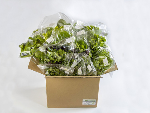 【JGAP認証野菜】伊勢志摩の恵み！水耕栽培野菜おまかせ野菜セット！野菜５種600g+おまけ２袋200ｇ計６種のおかげ野菜