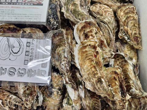 【水産庁補助事業 送料無料】🦪 生食用１３ｋｇ（78~208粒） 殻付き 牡蠣 牡蛎 殻付き牡蛎 kaki カキ 松島牡蠣屋 生牡蠣にも、BBQに最適🔥 海産物 オイスター A
