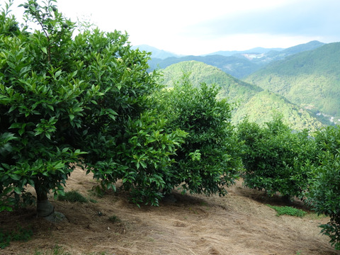 有機JAS 青ゆず１.５キロ -2025年産-