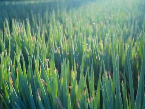 「白ネギ」とろ〜り柔らか♡甘さある長ネギ～カットネギこだわりの果物堆肥1㎏60サイズ＜白い部分のみ1/3に切って箱に詰めてお届けします！＞