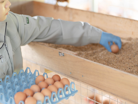 【ハーブ飼料100％】平飼い有精卵香草卵10個入×3パック　レモンイエローの黄身！ハーブの力で生臭さゼロ！