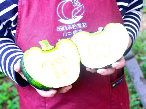 6月末～7月上旬予約 しっとり！桃のそばで美味しい！桃小菊かぼちゃ！5-6個入3900g程度