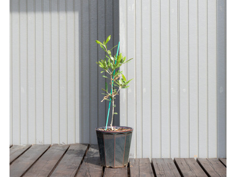 オリーブ 鉢植え 「ハーディーズマンモス」 シンボルツリー 観葉植物