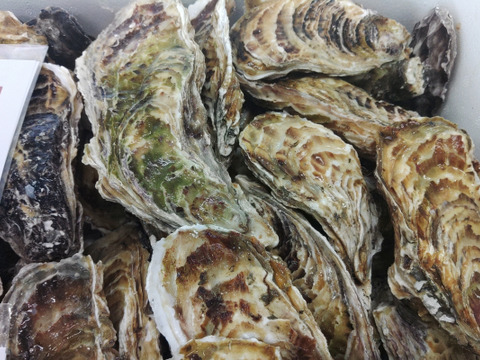 【水産庁補助事業 送料無料】🦪 生食用１３ｋｇ（78~208粒） 殻付き 牡蠣 牡蛎 殻付き牡蛎 kaki カキ 松島牡蠣屋 生牡蠣にも、BBQに最適🔥 海産物 オイスター A