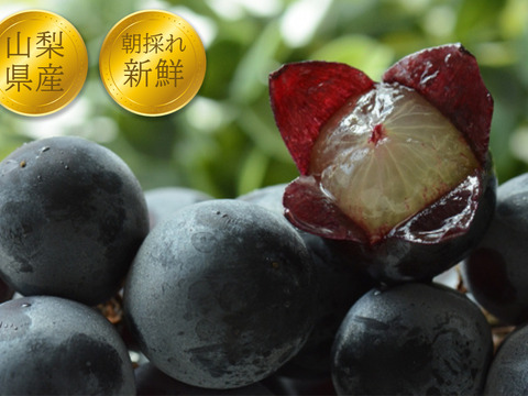 クール便指定【完熟訳あり！💜朝採れ山梨種無し巨峰】粒落ち、粒小など2.2キロ一箱でお届け！一度食べたら忘れられない果汁が弾ける巨峰 【生産量日本一の山梨県産】