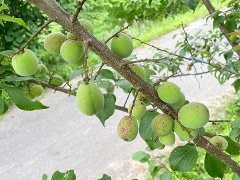 【6月13日頃発送】宮城県産 手摘み青梅2kg 梅酒・梅シロップにおすすめ 自然栽培 栽培期間中農薬不使用 サイズ不揃い