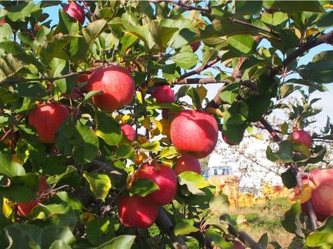 収穫祭 【農薬節減 】りんご  サンつがる　和梨　【あきづき　豊水】約3キロ詰め合わせ