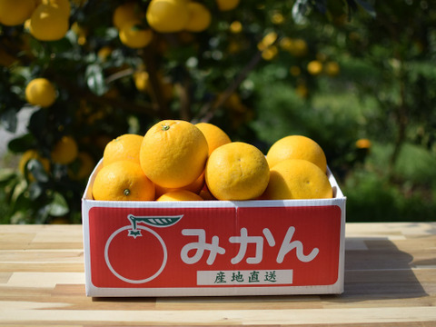 🍊今が旬！！🍊【御贈答用】　2.5㎏　天晴晩柑！（河内晩柑）