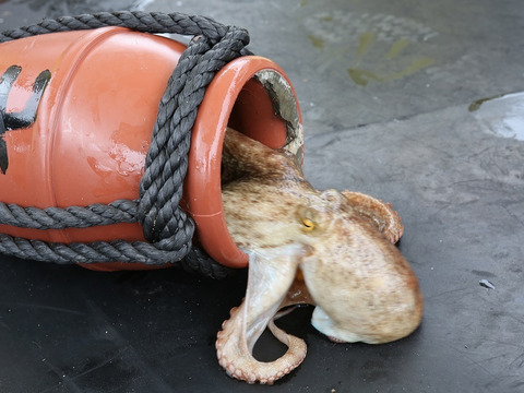 【リピ率高】やみつき《2袋セット》プリコリたこの唐揚げ★2人に1人がリピート★