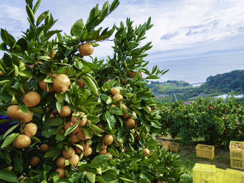 潮風と乳酸菌が育てた早生温州みかん　10kg