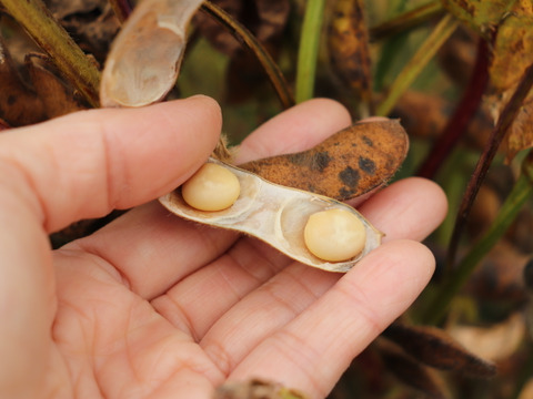 ◎自然栽培◎くるみ豆 19kg《令和6年・山形県鶴岡産》