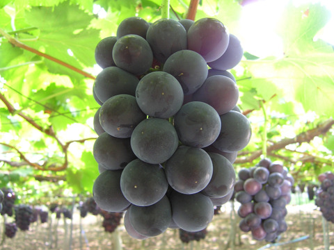 【ふるさとギフト大賞最高賞】ギフトに◎果樹園生まれの3種のぶどうジェラート