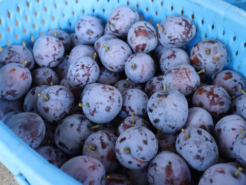 生プルーン 2kg（サンタス）【朝どれ】／本気農場いけだ