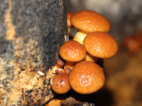 森薫る 原木なめこ【世界農業遺産認定クヌギ林とため池がつなぐ国東半島】クヌギを使用して森で育てました。