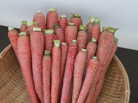 彩りよい！にんじん『本紅金時人参』5㎏ 土付き