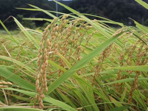 米糀　特別栽培米のササニシキで仕込みました　生糀　(1kg)