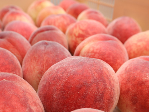 【特別価格！ワケあり】極早生桃「はなよめ」4.5kg【2日間限定】