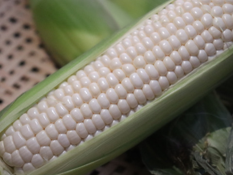 熊本県産　ホワイトコーン10本（生でも食べられるフルーツとうもろこし）