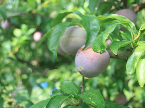 まっかな果肉のすもも　紅香（べにか）のしずく　約２Kg