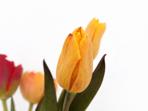 フラワーバレンタイン！　チョコレートチューリップ　（染チューリップ）　2月13日（金）発送　3～4 品種　10本　　※北海道・沖縄発送不可※