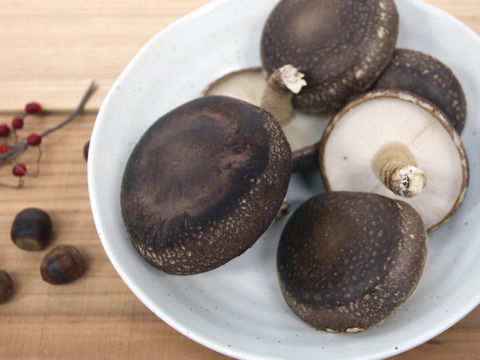 【期間限定】ジューシーで風味豊かな原木しいたけ『生』500g