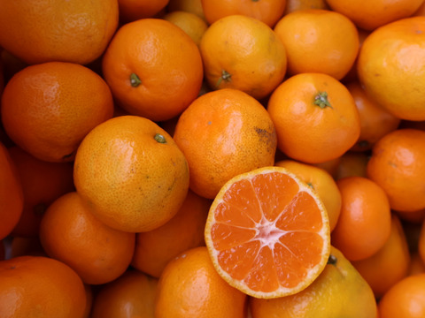 厳選シリーズ 極早生みかん3kg家庭用 陽当たりの良い園地 極早生みかん