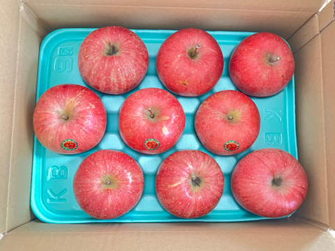 【11月発送】人気No.1！毎日食べたい！サンふじ（家庭用3kg・7~12玉）