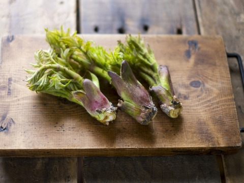 【150g】山菜の王様登場！妙高山の手摘み天然朝採り たらの芽 1番芽だけ厳選してお届け！食べごたえ満点！