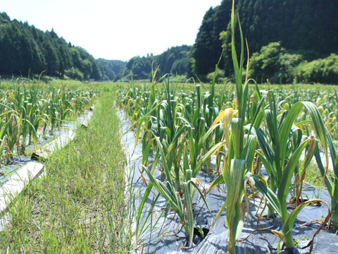 マイドルな口当たり『甲賀ジャンボニンニク』1㎏