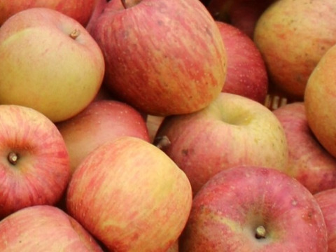 サンふじ ミニ小玉ちゃん約16玉（約2.5㎏）
昨年好評をいただいたSSサイズのかわいいりんごです
甘さ･酸味･食感の三拍子
家庭用を含み、バラ詰めでお届け
まるかじりでどうぞ　信州長野県産