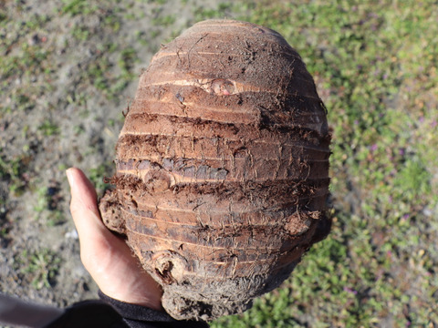 ホクホク☆火の通り早い赤芽里芋の親芋　約3kg　～豚汁や煮物からコロッケ、グラタンまで使い道さまざま♪～