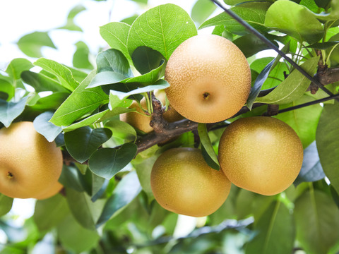 果汁が滴り落ちる、浜なし３キロ箱(5〜8玉入り)