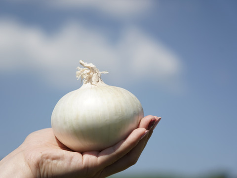 【訳あり】≪希少品種≫真っ白な白たまねぎ　3kg　特別栽培　ひょうご安心ブランド認証取得