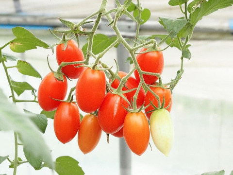 真っ赤に熟した完熟収穫！ミニトマト『アイコ』（バラ１kg）