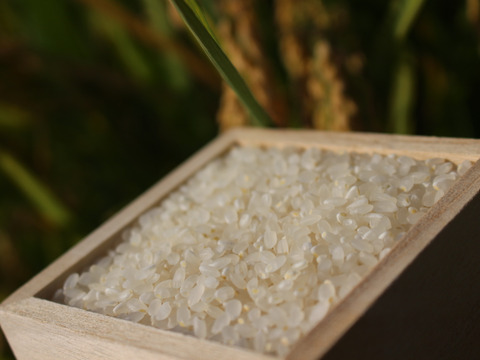 ＊粘りが強くモチモチ柔らか食感　令和5年産特別栽培米さとのつき精米　3kg