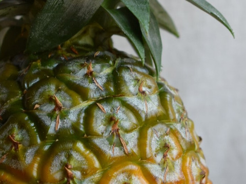 【有機JAS認証】果汁た～っぷり！沖縄で昔から愛されてきた島パイン　約３kg（２～４玉）