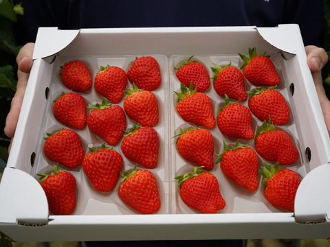 【販売開始】食べ比べセット「あまひめ」「サマーリリカル」ジューシー朝どれ直送 250g×4p