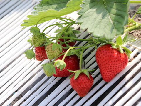 北海道が生んだ究極いちご バラエティパック 期間限定 完熟けんたろう サイズ色々400g ２ 北海道産 食べチョク 農家 漁師の産直ネット通販 旬の食材を生産者直送